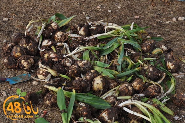 7san 3arafaj (21).JPG